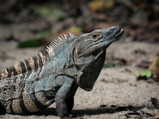 island land iguana