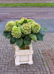 hydrangea plant stands outside on two plastic containers on the street