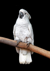 White parrot over black background