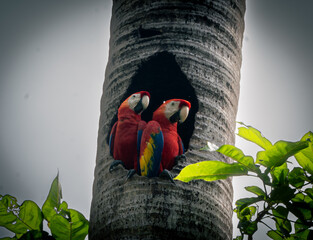bird of paradise in the jungle
