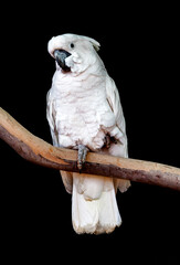 White parrot over black background