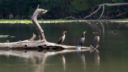 A flock of cormorants standing on wood for resting