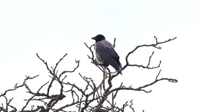 A hooded crow (Corvus cornix) sitting in the top of a tree in winter.