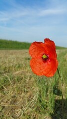 poppy in the field