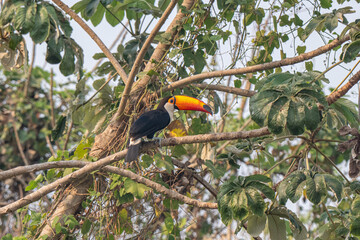 Toucan in Brazil