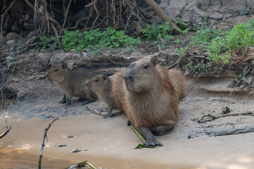 Capybara, Brazil