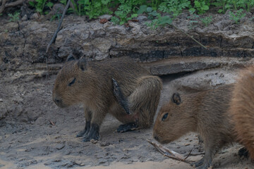 Capybara, Brazil