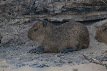 Capybara, Brazil