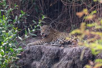 Jaguar in Pantanal, Brazil