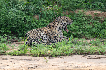 Jaguar in Pantanal, Brazil