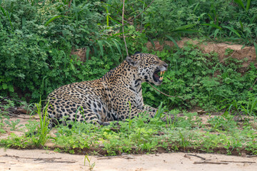 Jaguar in Pantanal, Brazil