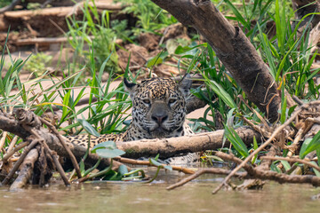Jaguar in Pantanal, Brazil