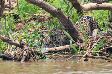 Jaguar in Pantanal, Brazil