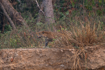 Jaguar in Pantanal, Brazil