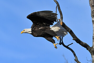 An American bald eagle (Haliaeetus leucocephalus) takes to the sky from its perch.