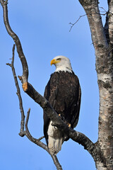 An American bald eagle (Haliaeetus leucocephalus) perched in a tree looking left.