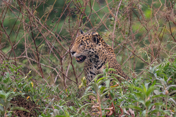 Jaguar in Pantanal, Brazil