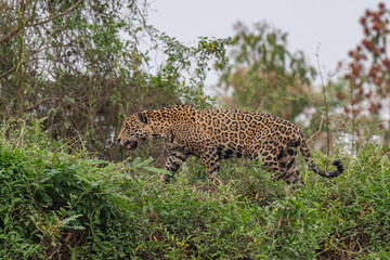 Jaguar in Pantanal, Brazil