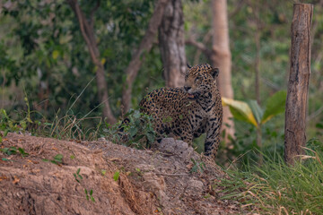 Jaguar in Pantanal, Brazil