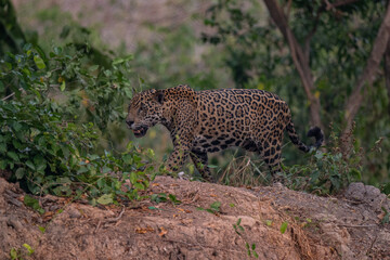 Jaguar in Pantanal, Brazil