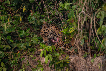 Jaguar in Pantanal, Brazil