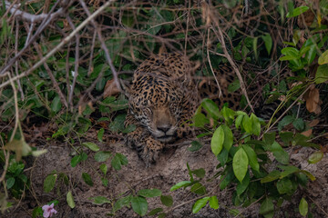 Jaguar in Pantanal, Brazil