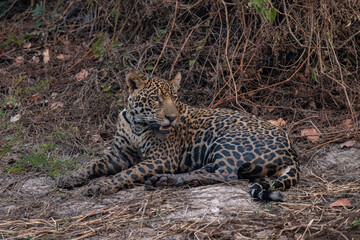 Jaguar in Pantanal, Brazil