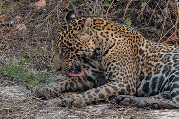 Jaguar in Pantanal, Brazil