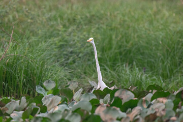 Birds of Pantanal, Brazil