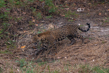Jaguar in Pantanal, Brazil