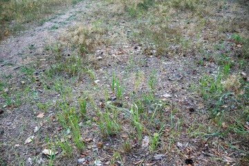 Close-up of a dry forest floor featuring sparse green grass, scattered leaves, and dry soil, capturing the natural transition of seasons in a woodland setting.