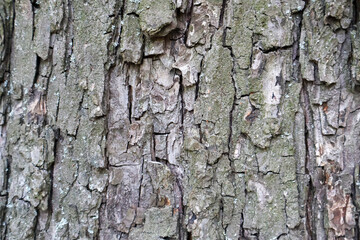 Detailed close-up of rugged tree bark showcasing its natural textures, cracks, and weathered patterns, perfect for backgrounds, natural themes, and design projects.