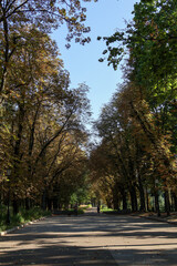 A quiet, tree-lined pathway in a park bathed in sunlight, featuring lush green foliage and shadows cast by tall trees, creating a serene atmosphere.