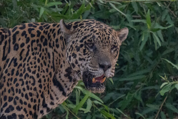 Jaguar in Pantanal, Brazil