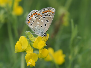 Modraszek ikar (Polyommatus icarus) na kwiatach komonicy zwyczajnej