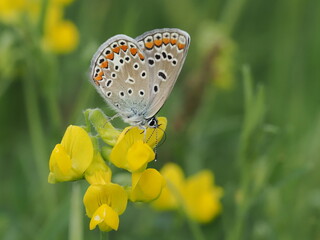 Modraszek ikar (Polyommatus icarus) na kwiatach komonicy zwyczajnej