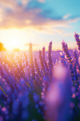 Naklejka premium Lavender field in morning sun. Blooming lavender in Provence, France