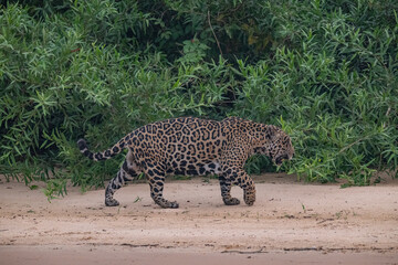 Jaguar in Pantanal, Brazil