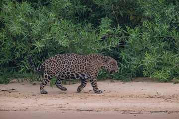 Jaguar in Pantanal, Brazil