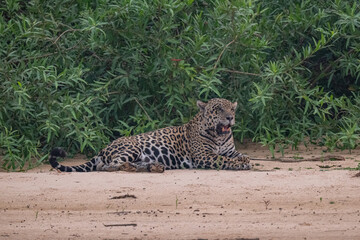 Jaguar in Pantanal, Brazil