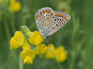 Modraszek ikar (Polyommatus icarus) na kwiatach komonicy zwyczajnej