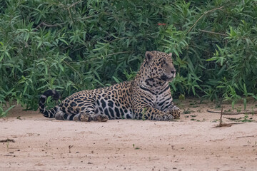 Jaguar in Pantanal, Brazil