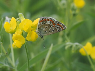 Modraszek ikar (Polyommatus icarus) na kwiatach komonicy zwyczajnej