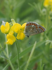 Modraszek ikar (Polyommatus icarus) na kwiatach komonicy zwyczajnej