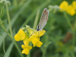 Modraszek ikar (Polyommatus icarus) na kwiatach komonicy zwyczajnej