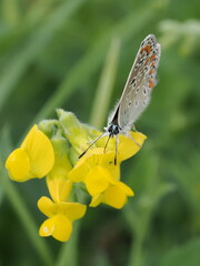 Modraszek ikar (Polyommatus icarus) na kwiatach komonicy zwyczajnej