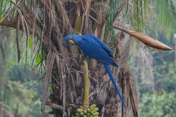 Hiacynth macaws in Pantanal, Brzail