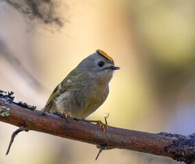 Robin on a branch