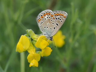 Modraszek ikar (Polyommatus icarus) na kwiatach komonicy zwyczajnej