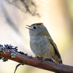 Robin on a branch